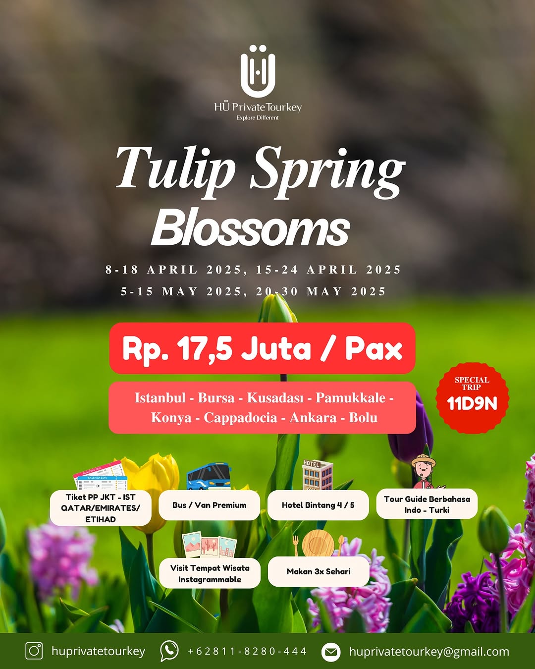 Tulip Sping Blossoms